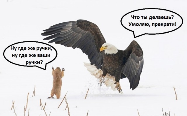 Лучшие фото конкурса Comedy Wildlife Photography Awards 2021