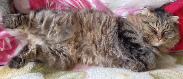 Солнце котовторника уже встало, Господа!