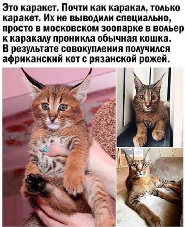 Картинки и мемы для настроения 02.11.2021