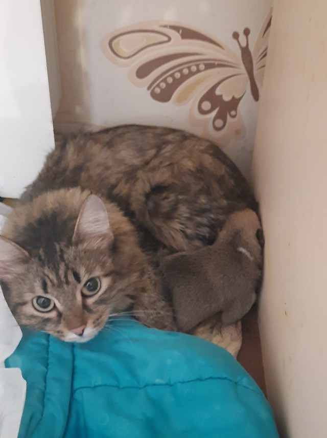 Кот Мурчелло