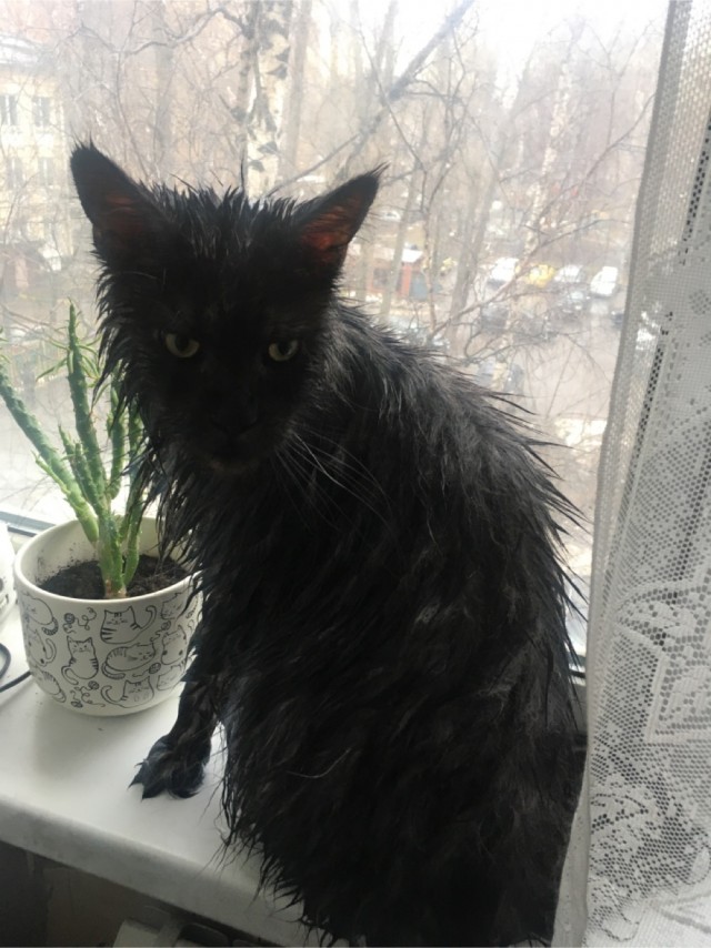 Куда дели кота с главной страницы