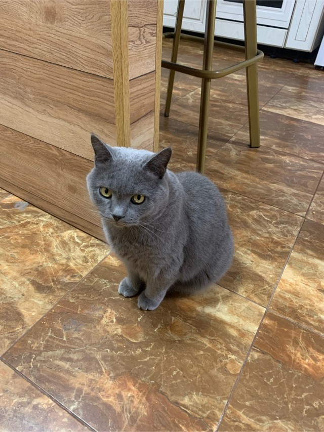 Котовторник