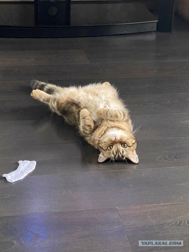А это мой котан к котовторнику