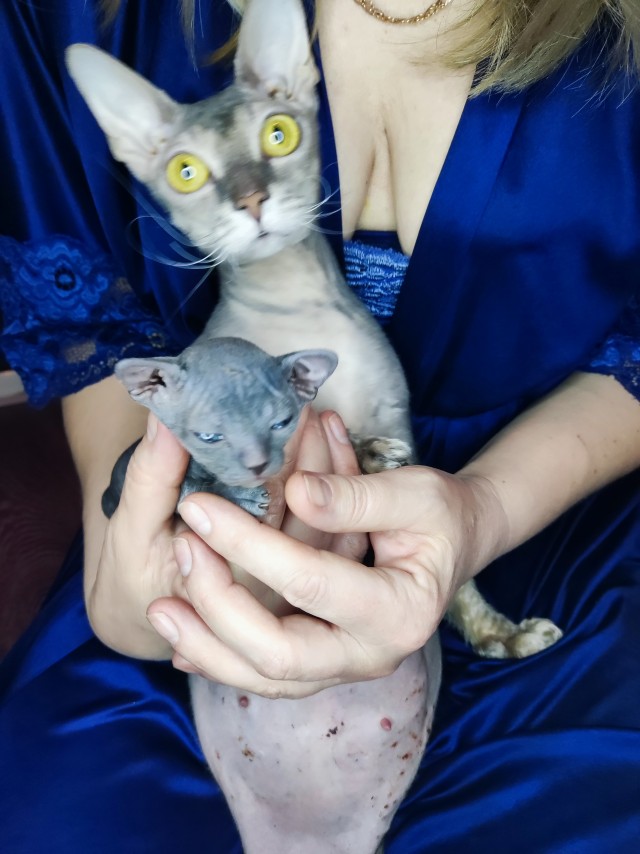 Котоферма