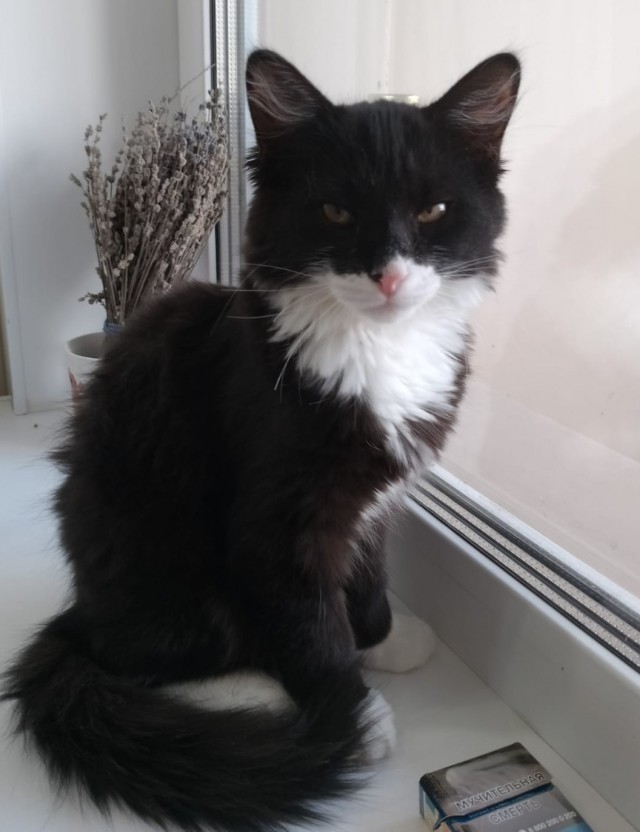 Котовторник 19.07.22