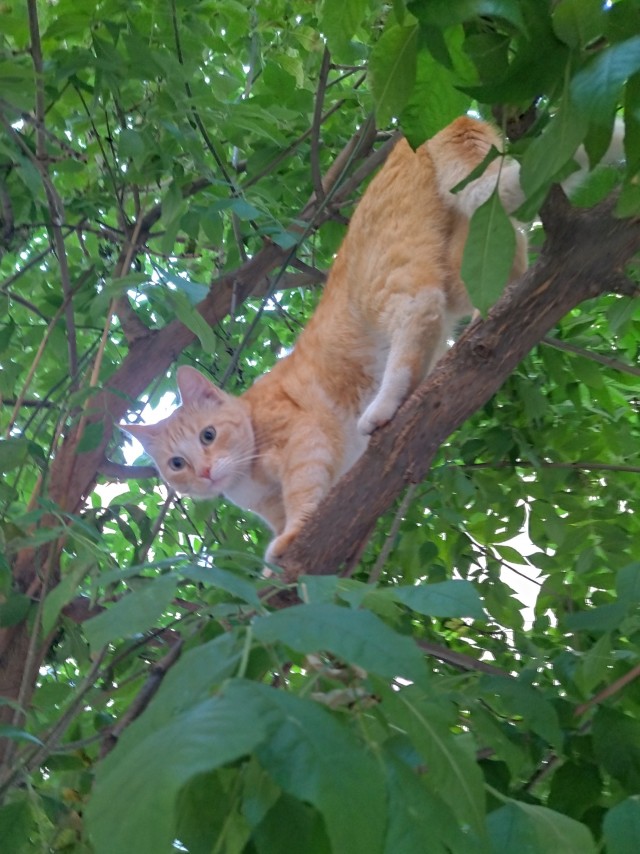 Ориентальная кошка