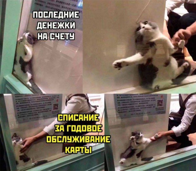 Весёлый полтишок 12.10.22