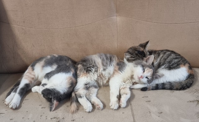 Котовторник 1.11.22