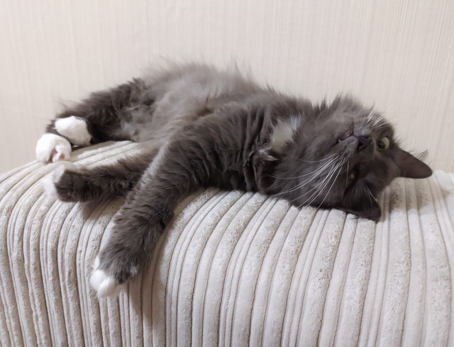 Котодракула