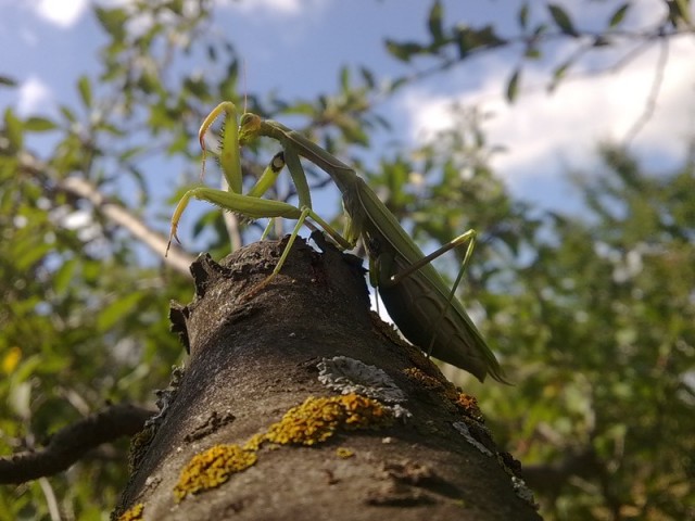 Мыльница