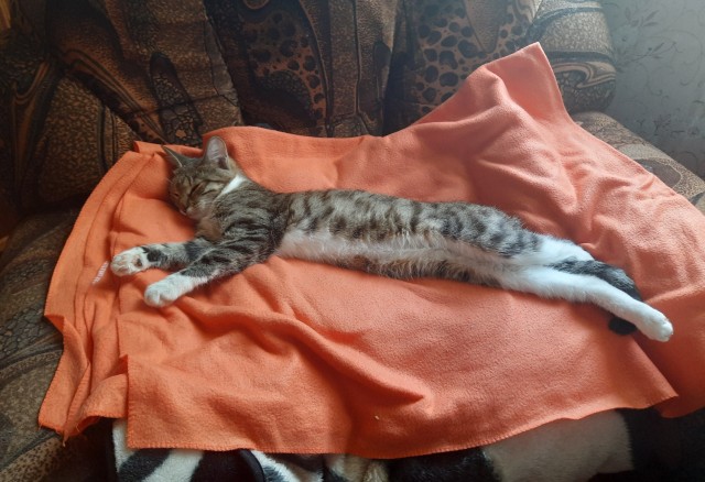 Не только котовторник, а еще и Всемирный день кошек!
