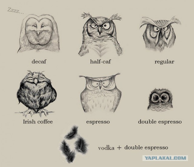 Кофе и совы
