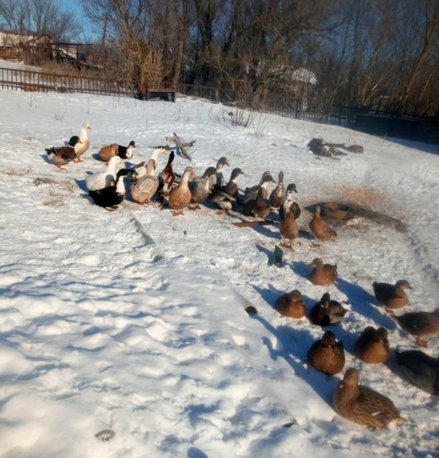 Веселая ферма. Биба вышла погулять
