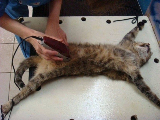Ребята, как мне подружить котов?