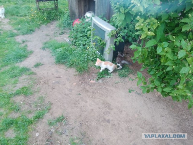 Жизнь домашнего приюта для котеек 495