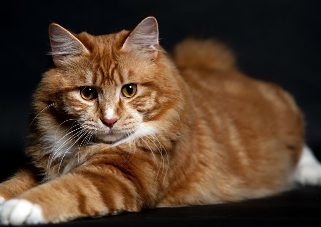 Как я кота купил