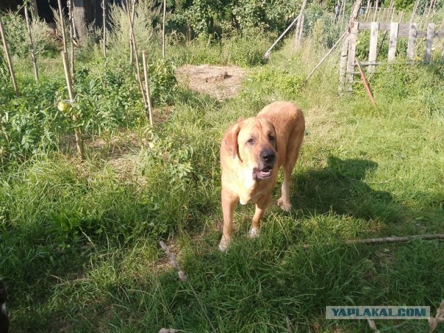 Жизнь домашнего приюта для котеек 507