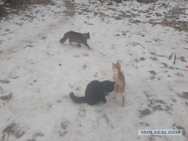 Жизнь домашнего приюта для котеек 532