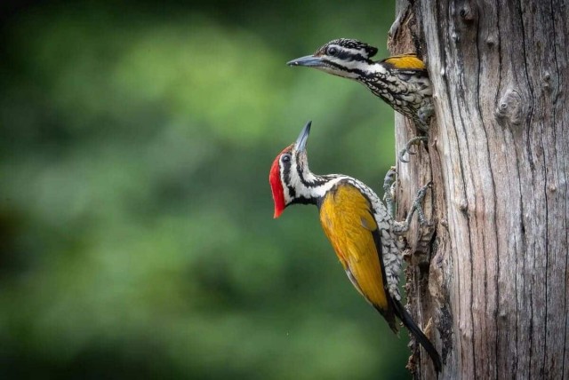 Самые забавные фото животных: опубликованы снимки конкурса The Nature Photography Contest 2024 в номинации «Юмор в природе»
