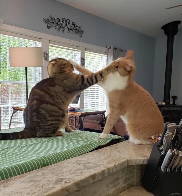 Гляжусь в тебя, как в зеркало (котовторник)