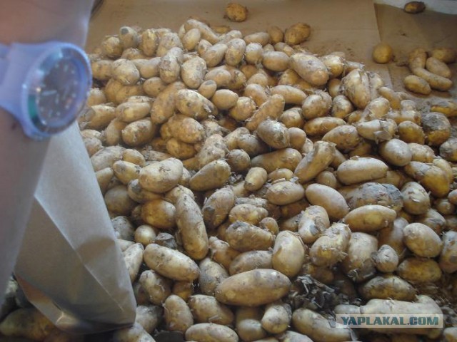 Поход за клубникой