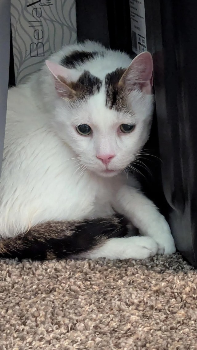 В Сети обсуждают историю 11-летнего кота ПиДжея, чья жизнь — сплошное невезение, и это читается по его глазам.