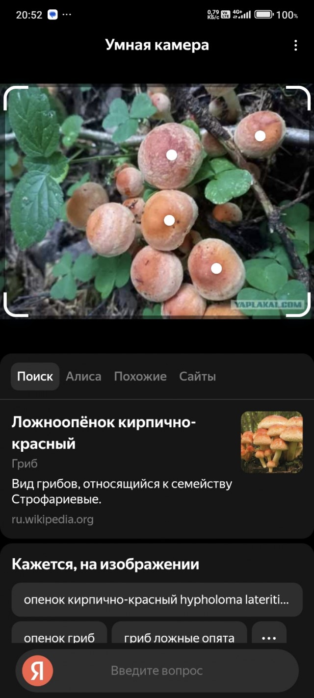Можно ли есть эти опята?