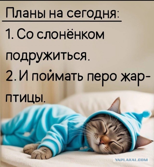 В котовторник привет от Кекса!
