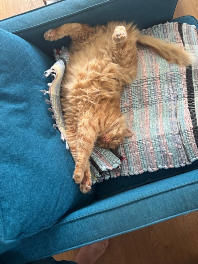 Котовторник. Где коты? Мой вот!