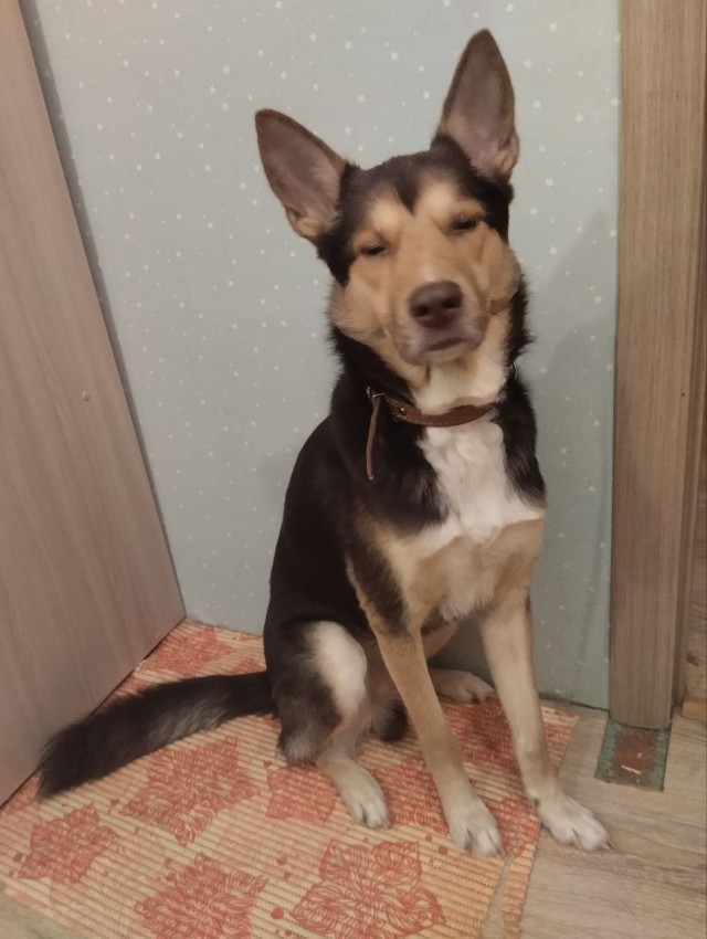 Про собак и клещей