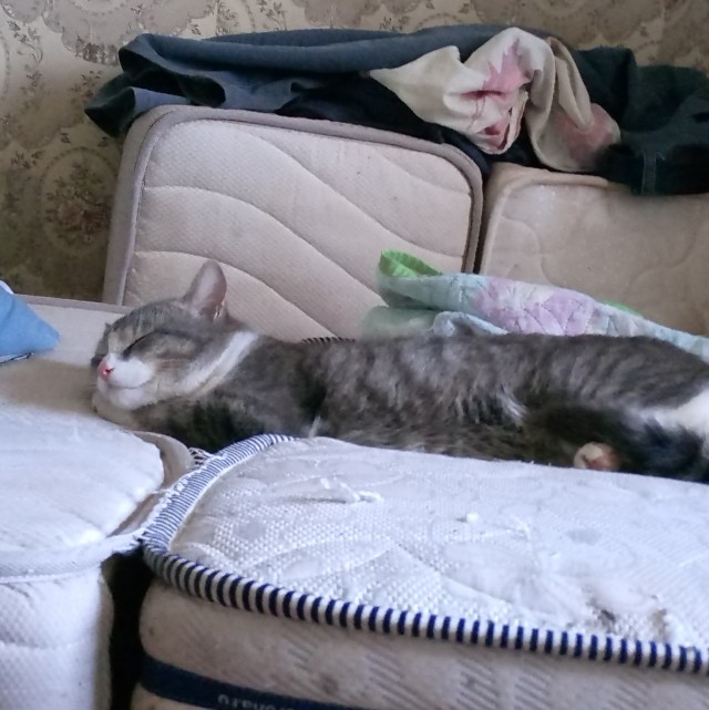 Бааарсик)