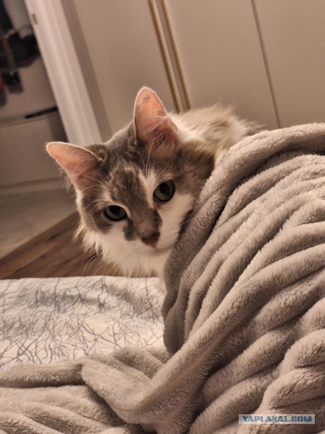 Нашелся таки хозяин (точнее хозяйка)