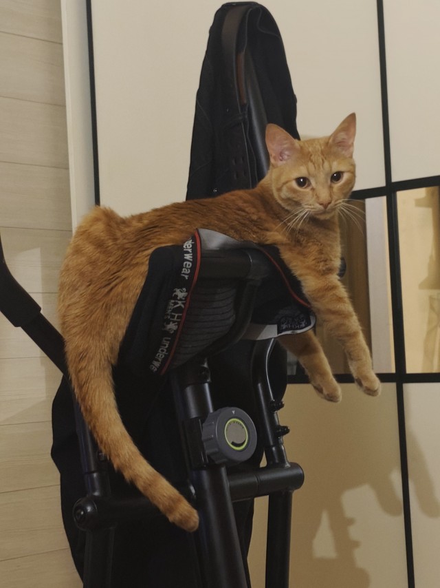 О кошках