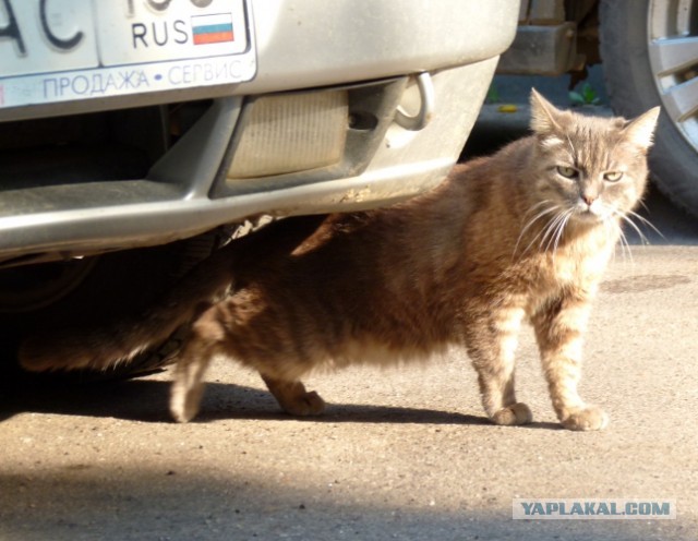 Котовторник 23.07.2013