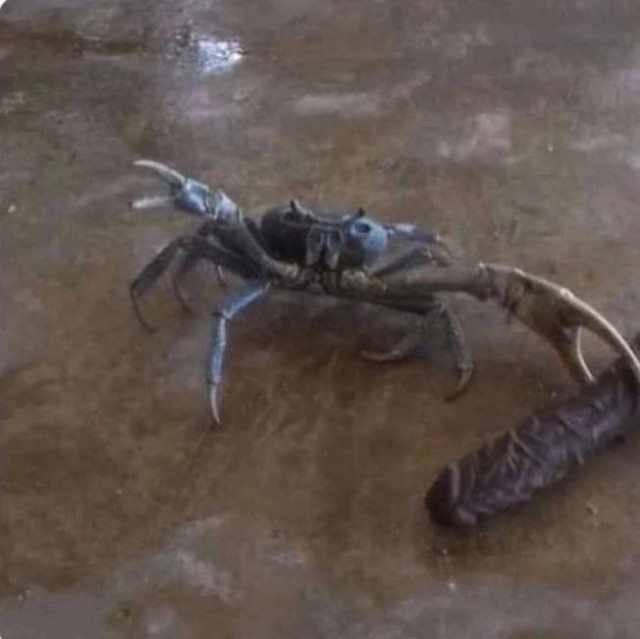 Не пиво с крабом