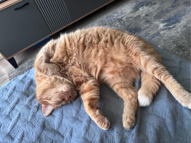 Котовторник. Начало