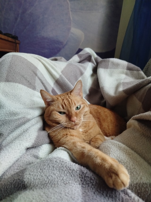 Котовторник 29.09.2026