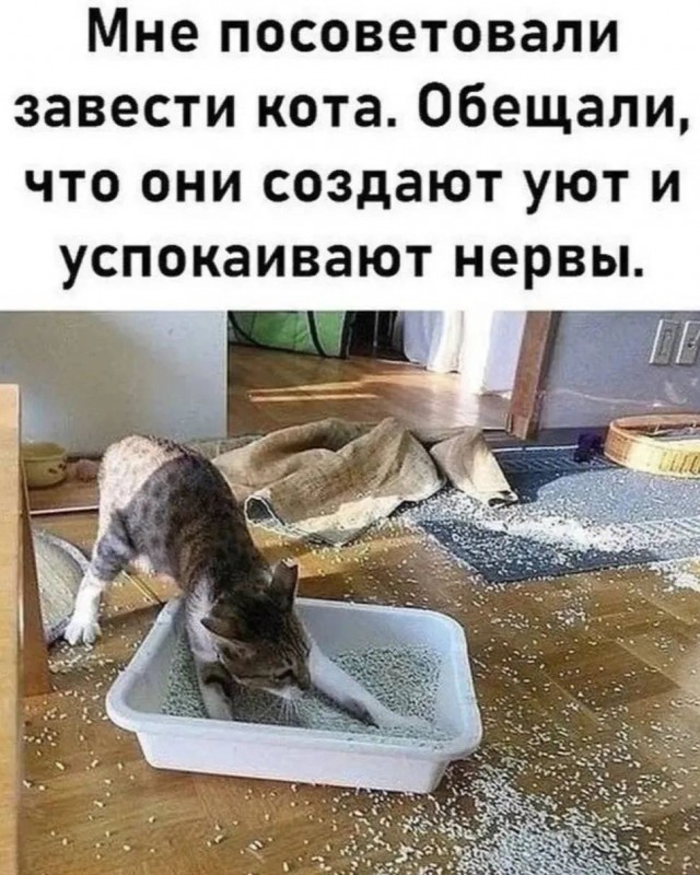 Аккордеоны