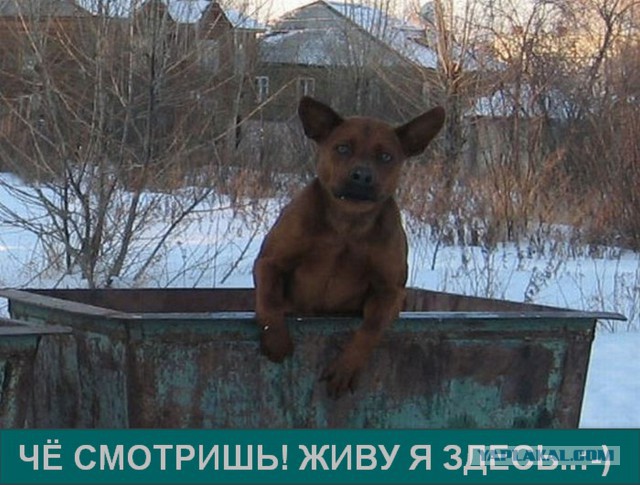 "Да не рылся я в мусорке...Ну правда не рылся..."