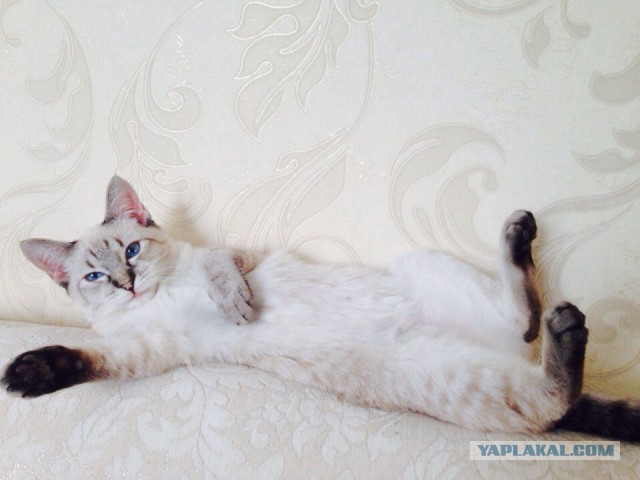 Котовторник  25.03.2014