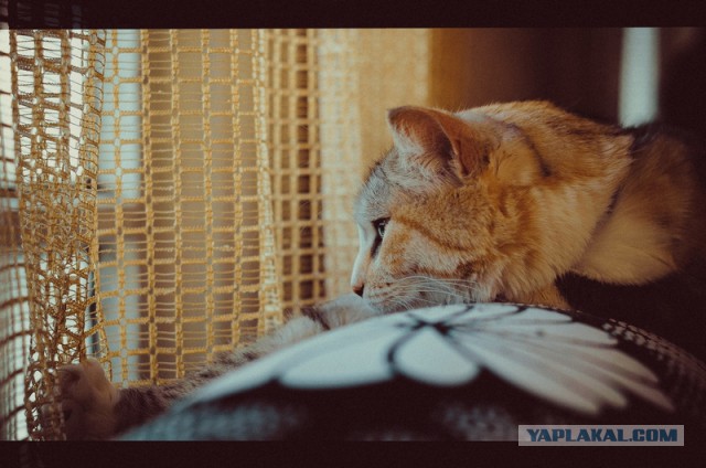 Котовторник 01.04.2014