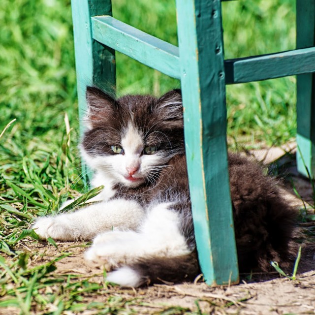 Котовторник 01.07.2014