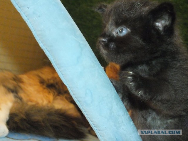 Котовторник  08.07.2014