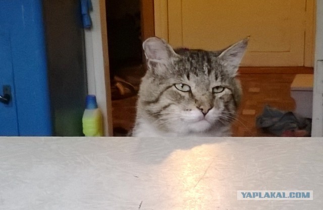 Котовторник