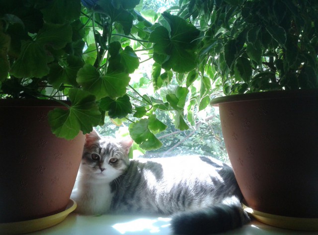 Котовторник 07 04 2015