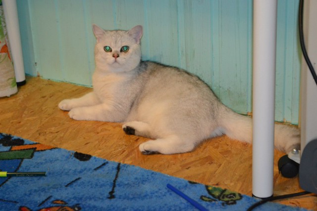 Котовторник