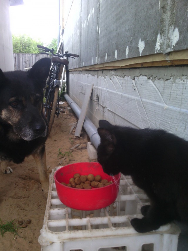 Котовторник 14.07.2015