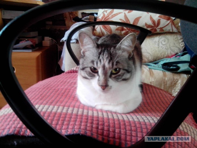 Котовторник  21.07.2015