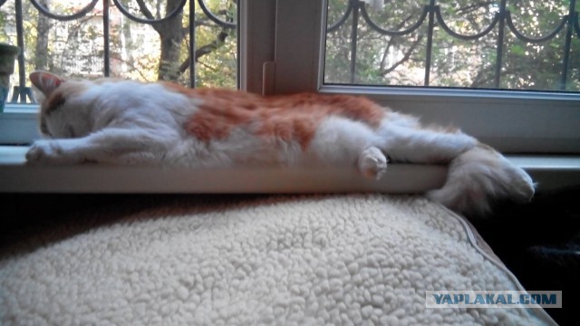 Котовторник 11.08.2015