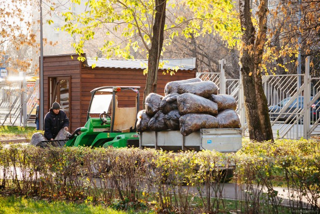 Зачем убирают палую листву?